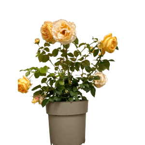 Baumfink Edelrose Candlelight im Topf mit gelben Blüten.