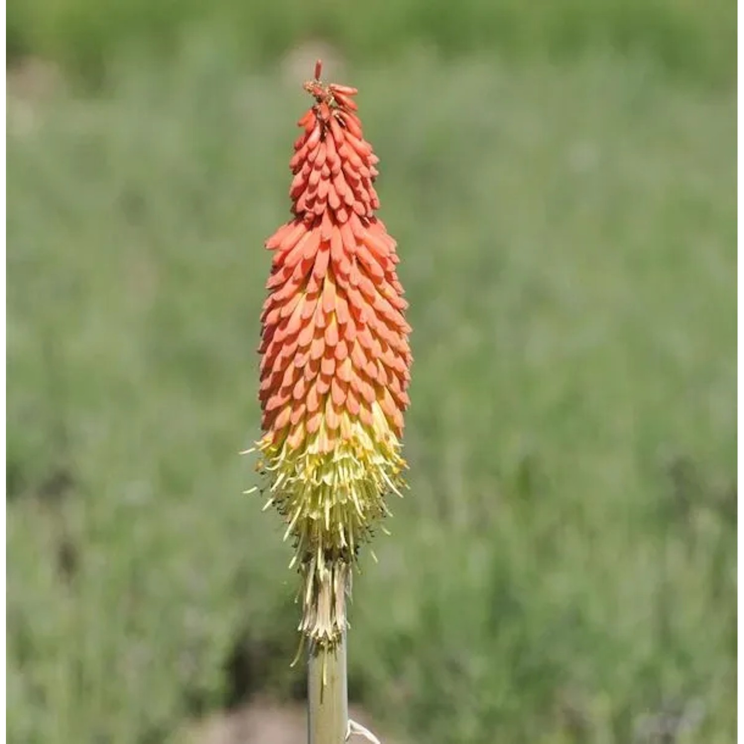 Fackellilie Royal Castle - Kniphofia uvaria