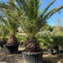 Sunny-Tree Palme Phoenix Canariensis XXL 300 cm Kanarische Dattelpalme_5