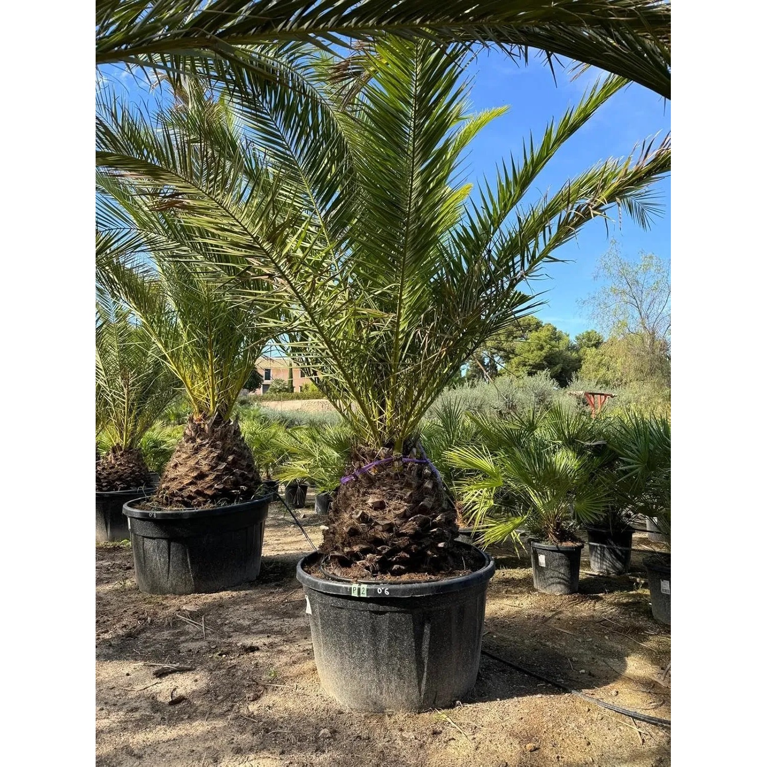 Sunny-Tree Palme Phoenix Canariensis XXL 300 cm Kanarische Dattelpalme_5