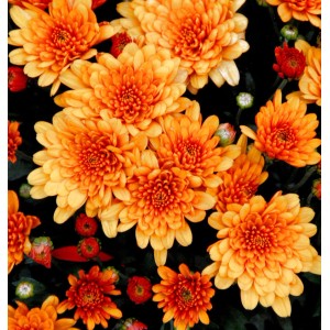 Nahaufnahme von orangefarbenen Winterastern (Chrysanthemum Indicum) der Sorte Herbstbrokat.