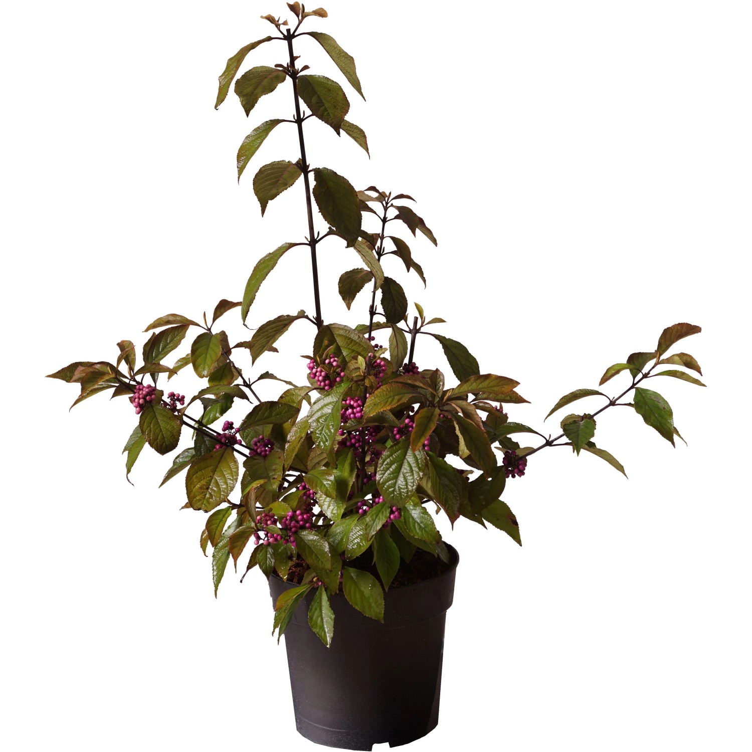 Liebesperlenstrauch "Profusion" Höhe ca. 30 cm Topf ca. 2,8 l Callicarpa