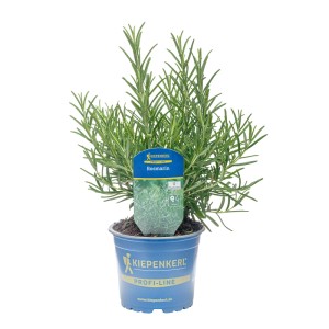 Kiepenkerl Gourmetrosmarin im Topf (Ø 12cm). Aromatische Küchenkräuter für mediterrane Gerichte.