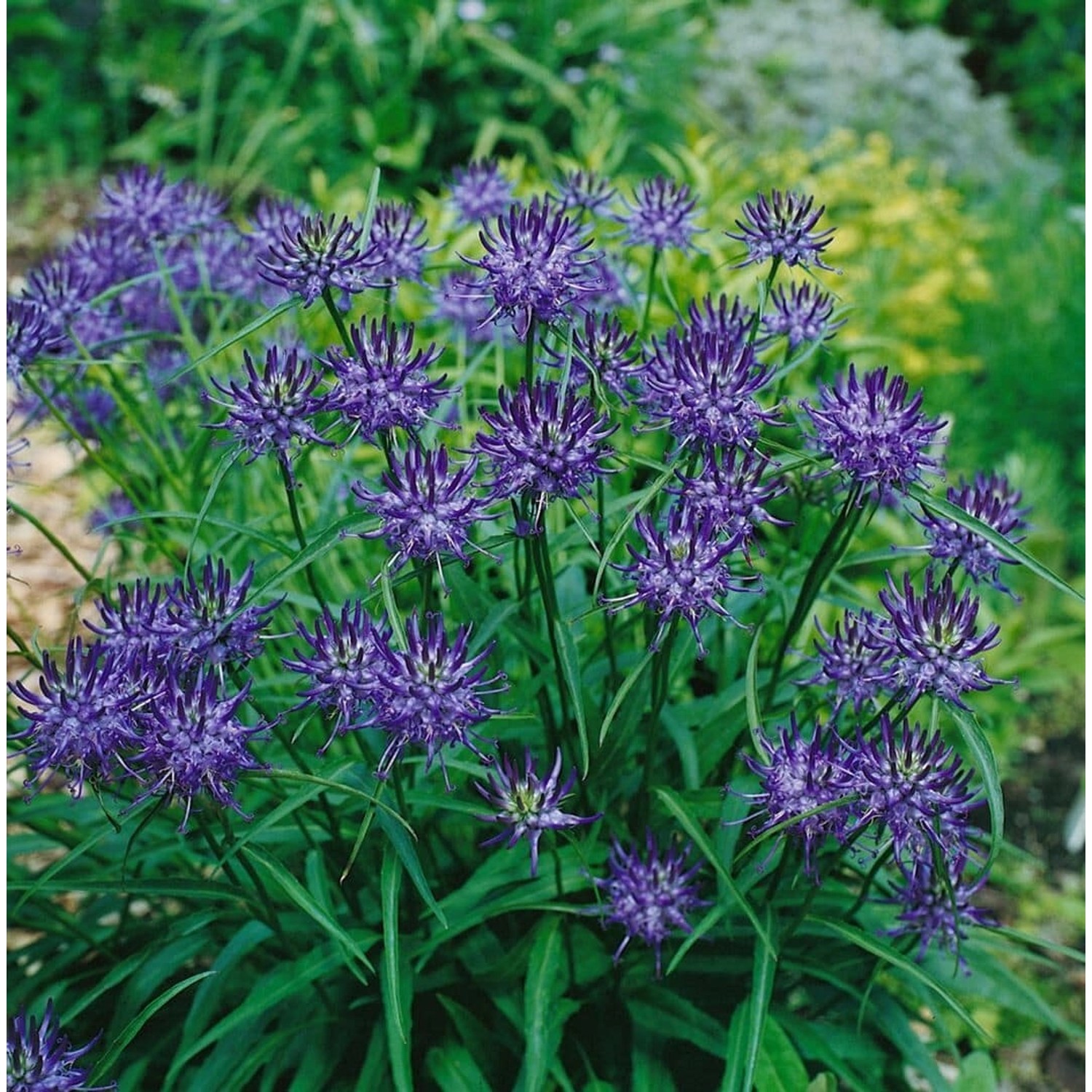 Phyteuma Scheuchzeri Scheuchzers Teufelskralle Ca. 9x9 cm Topf günstig online kaufen