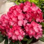 Rosaroter OBI Yaku-Rhododendron Fantastica im Topf, ca. 20-30 cm hoch.