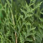 Detailaufnahme des grünen Lebensbaum Brabant (Thuja occidentalis) mit feinen Nadeln.