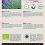 Lavendel Bio Saatgut Circa 0,1 g Duftend_2