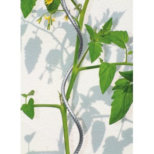 Bellissa Tomatenspirale 150cm aus Zink-Rip als Rankhilfe für Tomatenpflanzen.