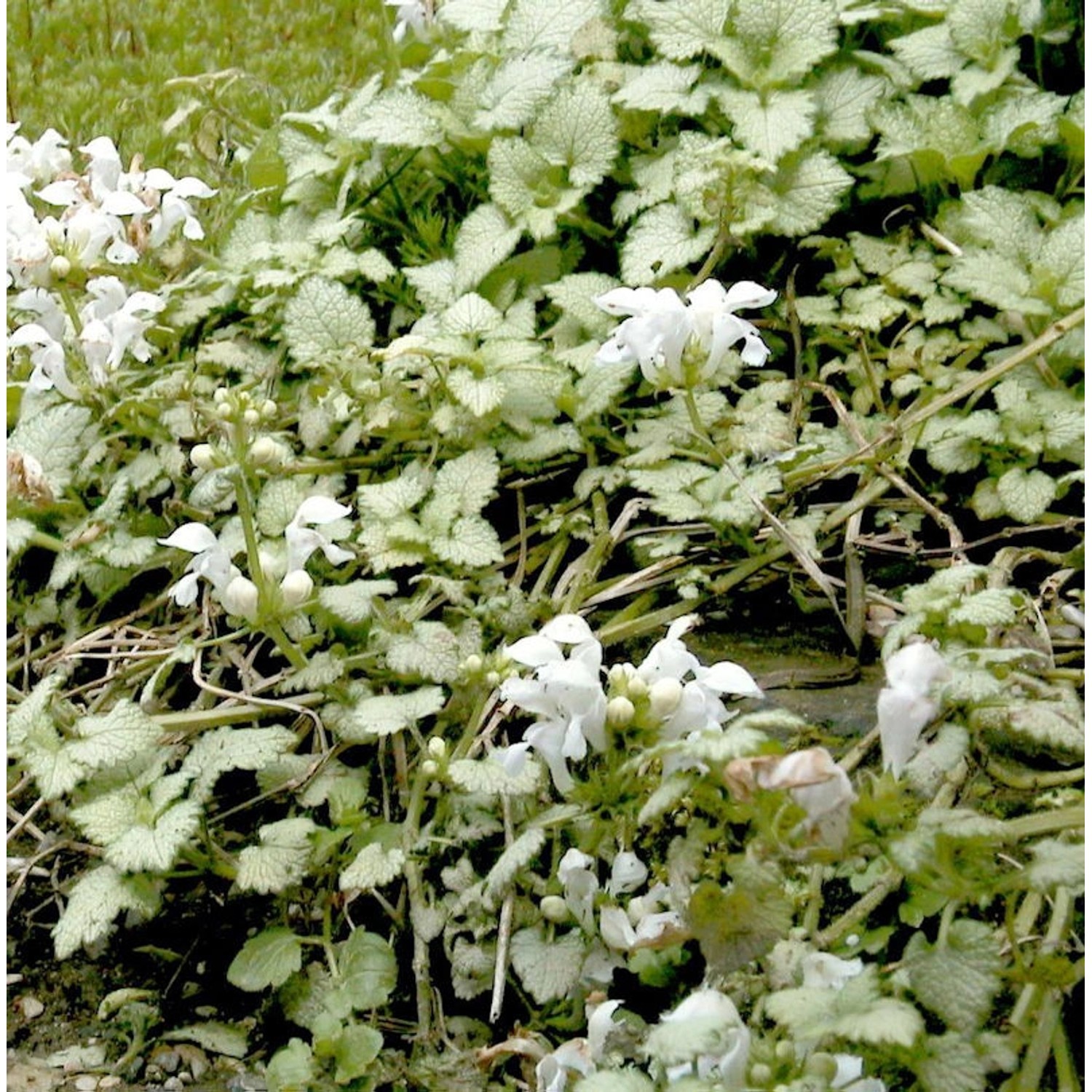 Waldnessel Album - Lamium maculatum günstig online kaufen