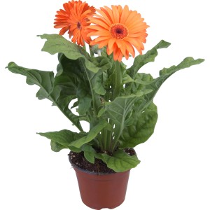 Orange Gerbera im Topf (ca. 12 cm Ø). Dekorative Blühpflanze für Zimmer und Garten.