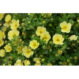 Fünffingerstrauch 'Lemon Meringue' mit gelben Blüten und grünen Blättern im Topf.
