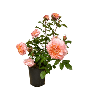 Baumfink Edelrose Augusta Luise im Topf mit apricot-lachsfarbenen Blüten.
