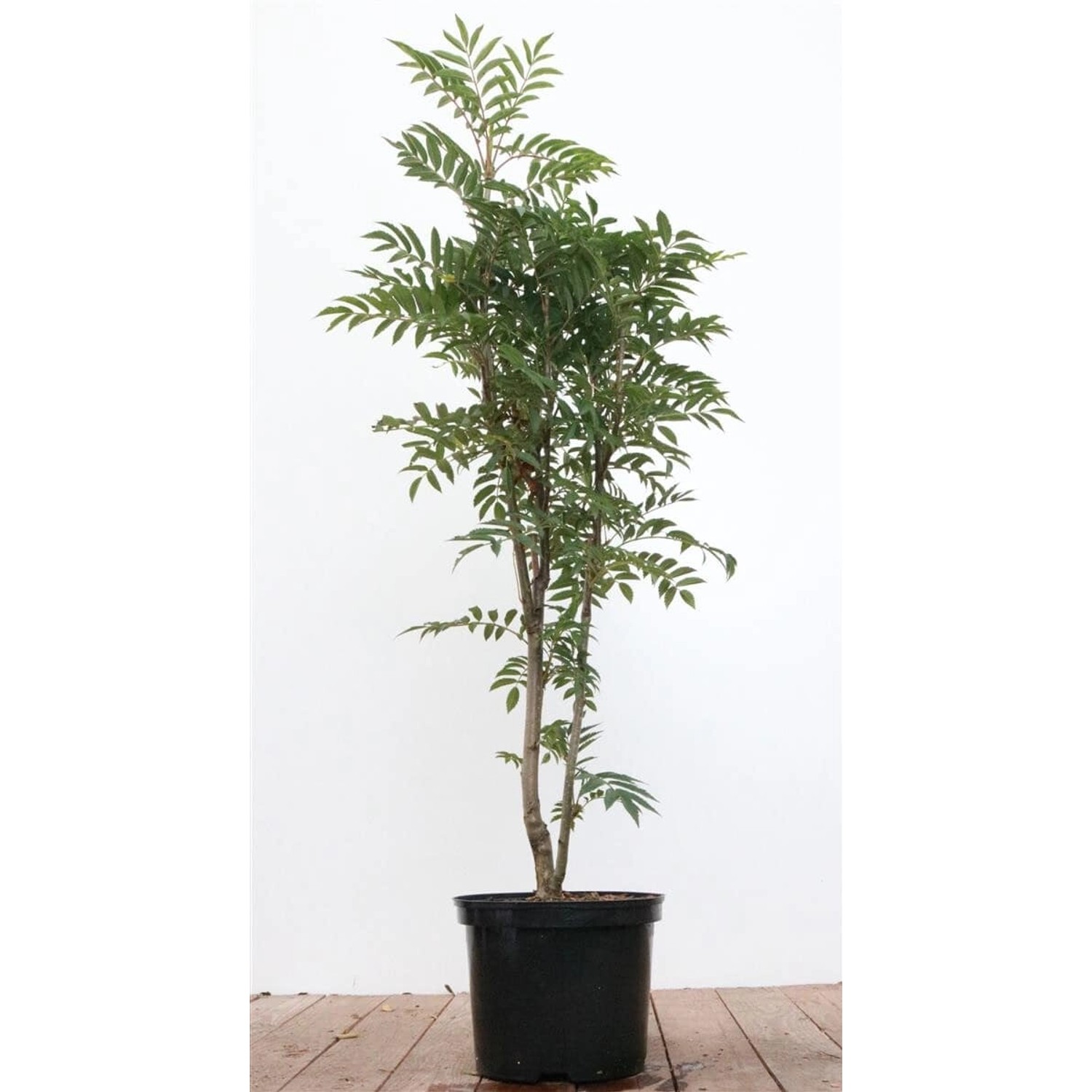 Sorbus Aucuparia Autumn Spire Eberesche Schmal 80–100 cm günstig online kaufen