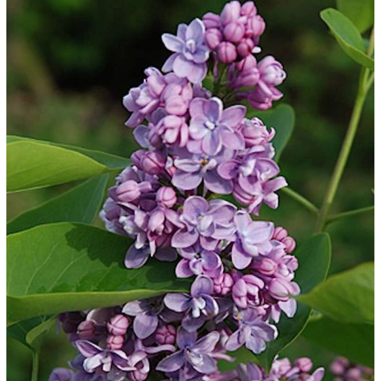 Hochstamm Edelflieder Paul Thirion 80-100cm - Syringa vulgaris günstig online kaufen