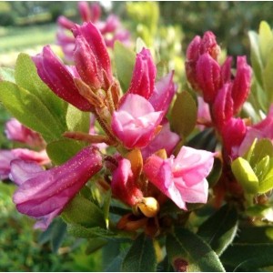 Nahaufnahme der rosa Blüten und Knospen einer Bewimperten Alpenrose (Rhododendron hirsutum).