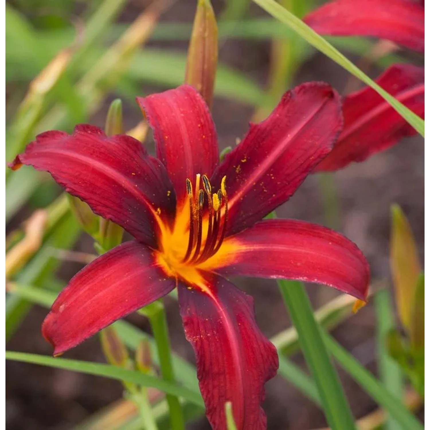 Taglilie Black Prince - Hemerocallis