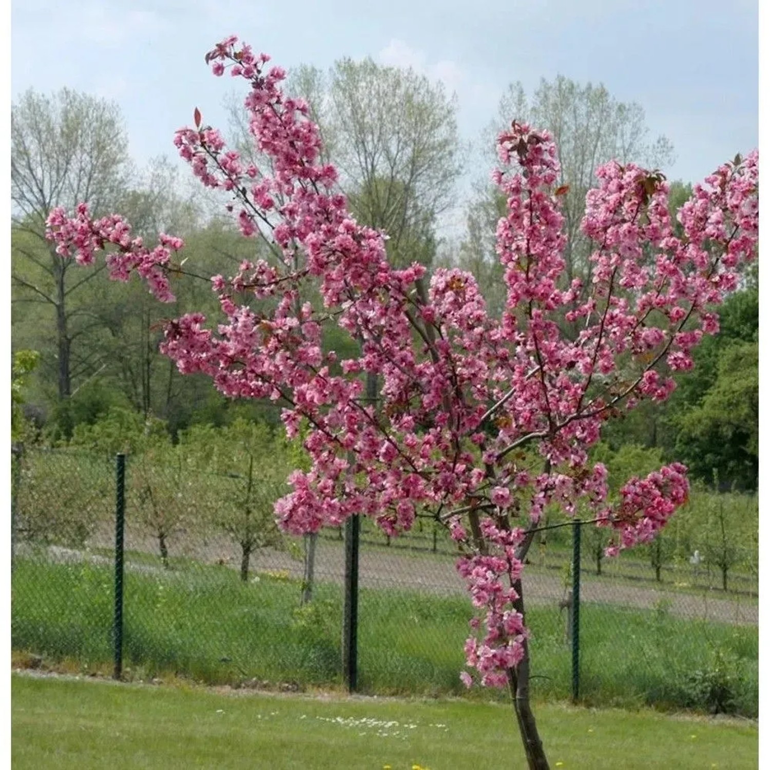 Hochstamm Zierapfel Royal Raindrops 80-100cm - Malus Hybride