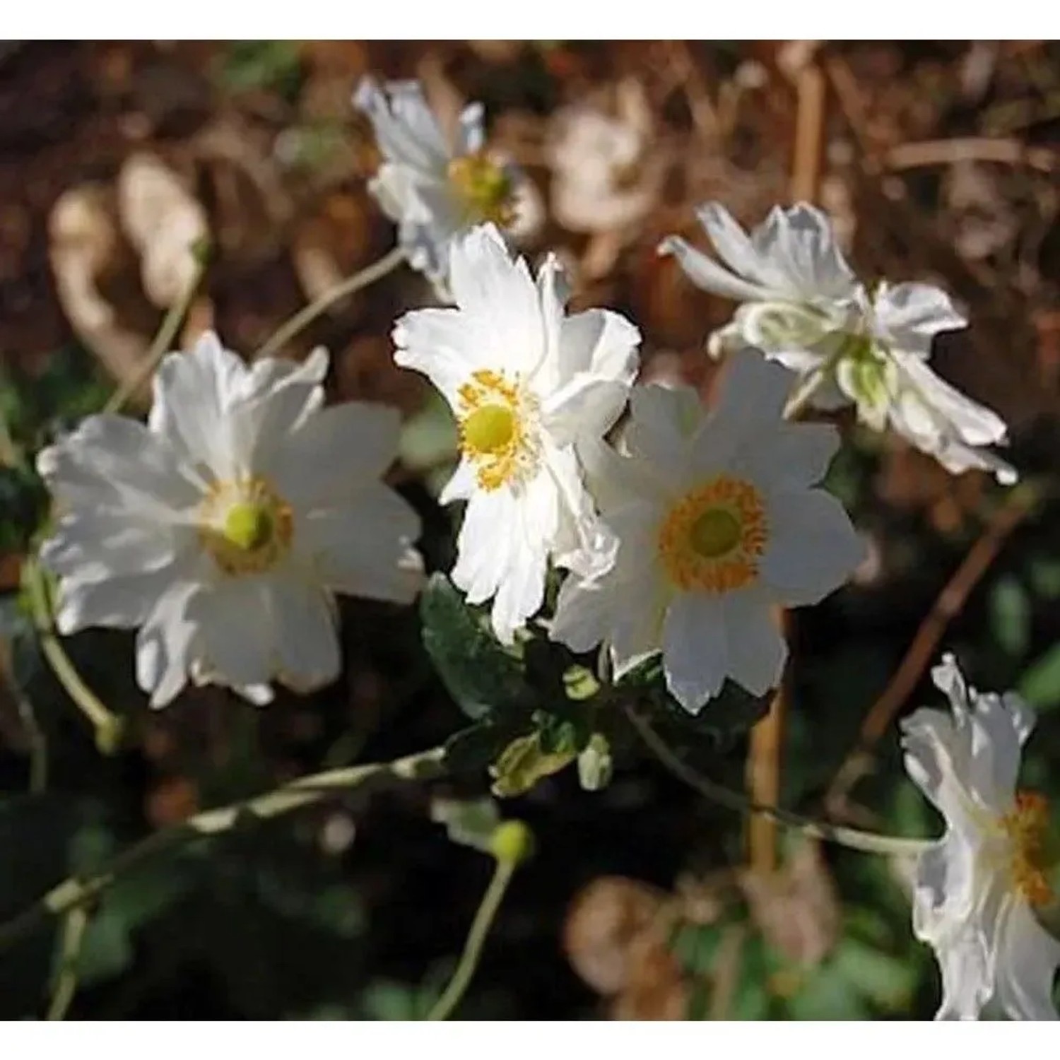 Herbstanemone Whirlwind - Anemone japonica