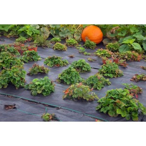 Schwarze Aquagart Unkrautfolie (100g/m²) im Garten mit Kürbis und Pflanzen.