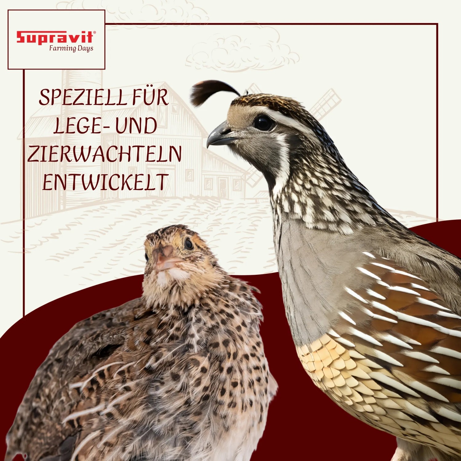 Supravit Wachtelfutter  Körnermischung für Wachteln und Hühner Alleinfuttermischung_5