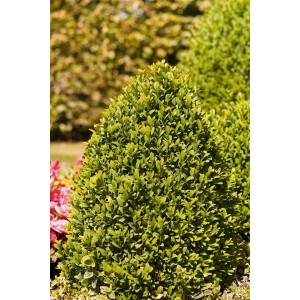 Buxus sempervirens 'Arborescens', 60-80 cm, kegelförmige Heckenpflanze mit grünen Blättern.