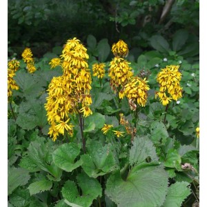 Gelb blühendes Hessisches Kreuzkraut (Ligularia hessei) im Gartenbeet.