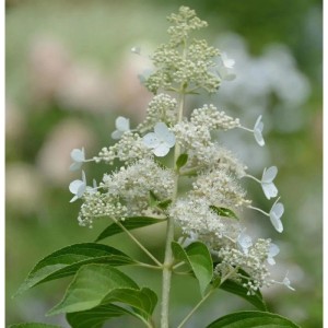 Rispenhortensie Kyushu 100-125cm - Hydrangea paniculata