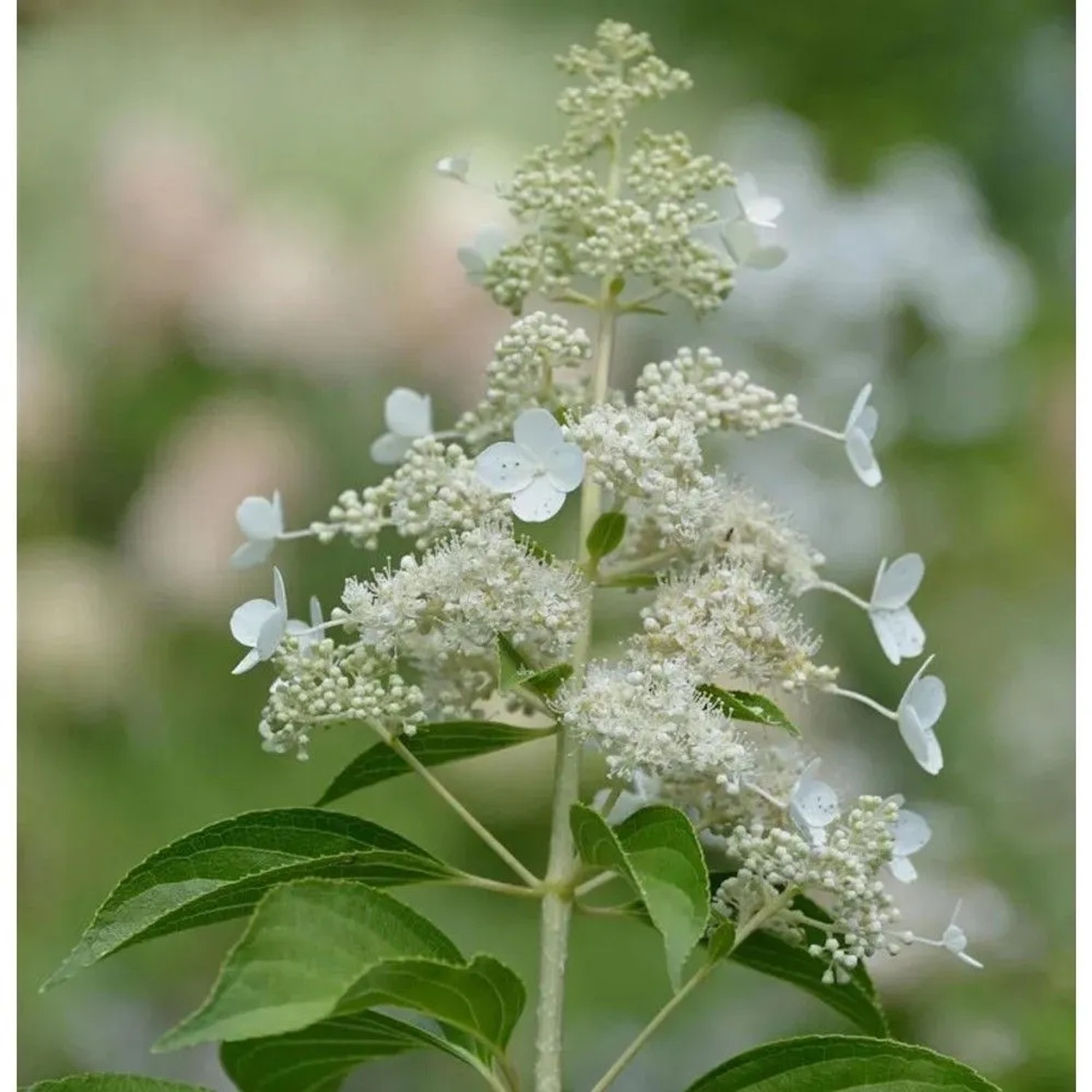 Rispenhortensie Kyushu 100-125cm - Hydrangea paniculata