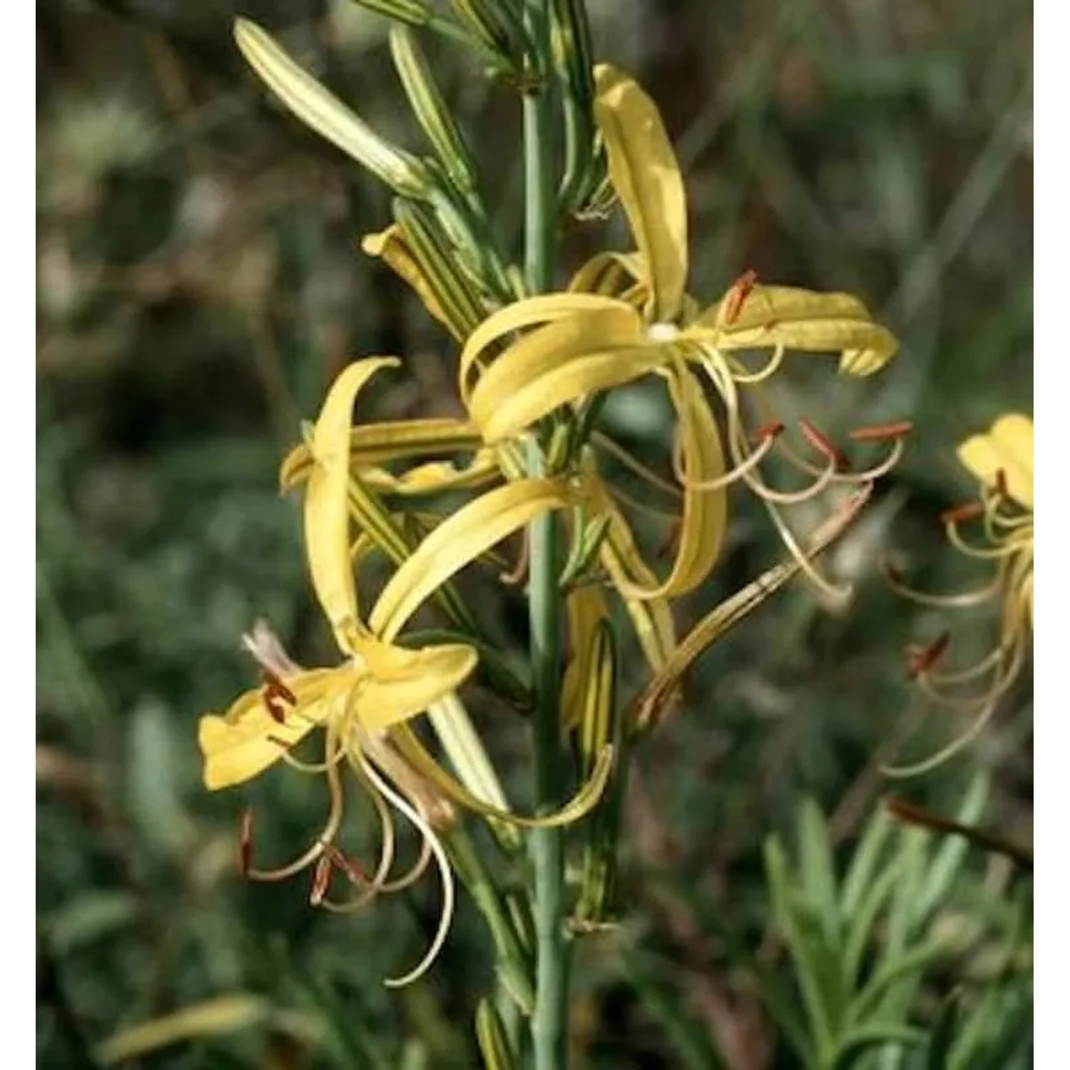 Balkan Junkerlilie - Asphodeline,iburnica