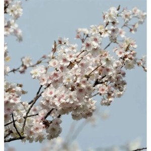 Blühende Higan Kirsche Plena (Prunus subhirtella) mit zarten, weißen Blüten vor blauem Himmel.