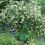 Üppiger, weiß blühender Duftjasmin 'Virginal' im Garten, umgeben von bunten Blumen.