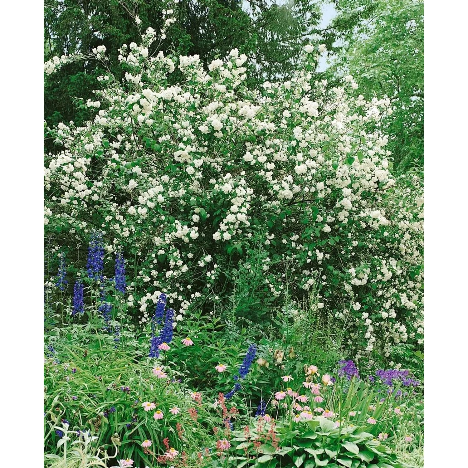 Üppiger, weiß blühender Duftjasmin 'Virginal' im Garten, umgeben von bunten Blumen.