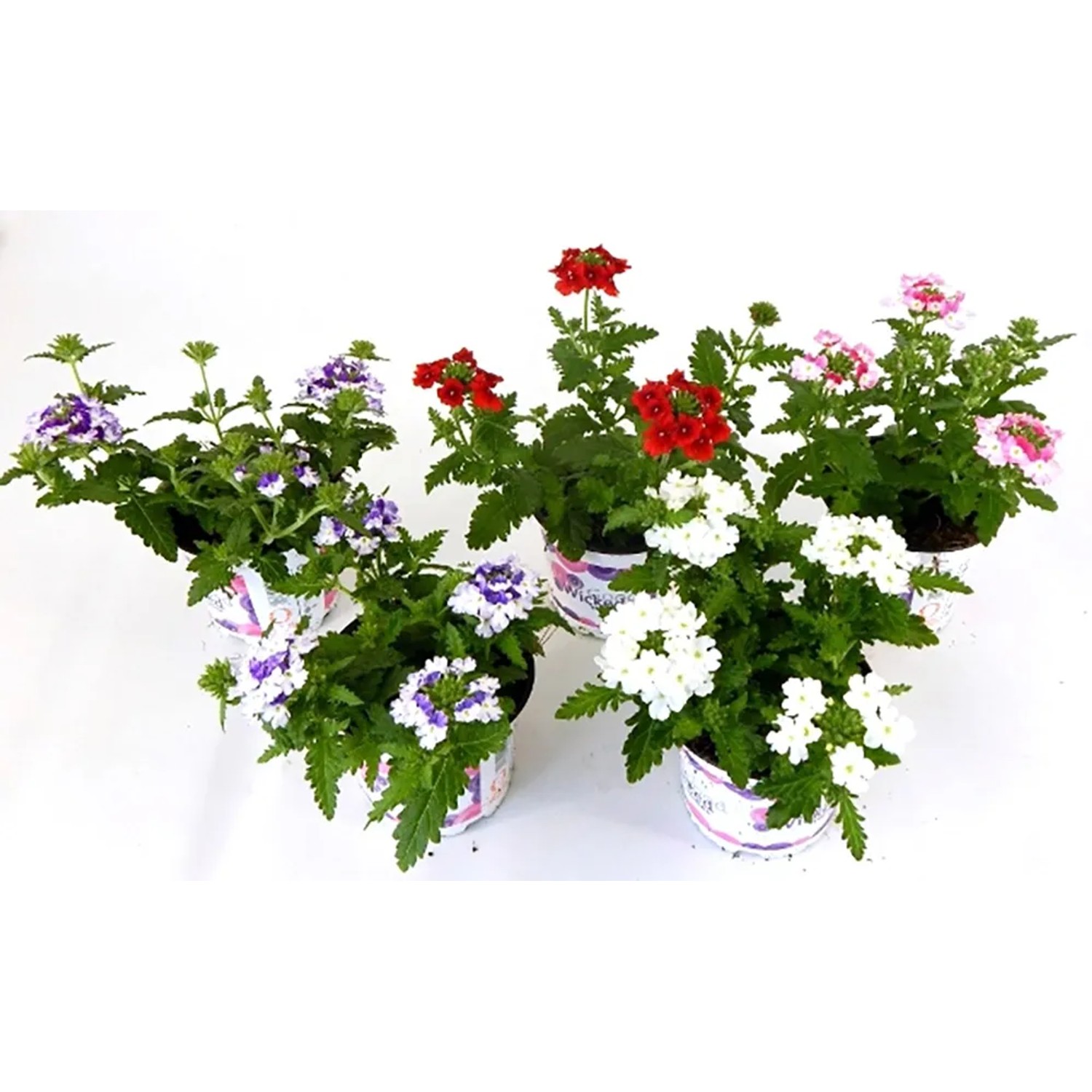 GROW by OBI Eisenkraut Balkonpflanze zweifarbig Topf- 12 cm kaufen bei OBI