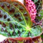 Detailaufnahme einer Wilden Begonie (Begonia Ferox) mit stacheligen Blättern im 12cm Topf.