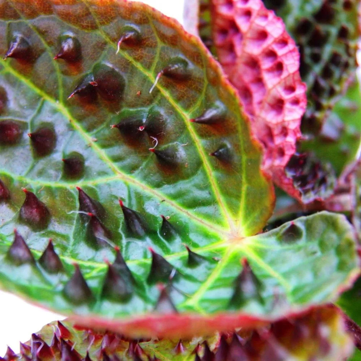 Detailaufnahme einer Wilden Begonie (Begonia Ferox) mit stacheligen Blättern im 12cm Topf.