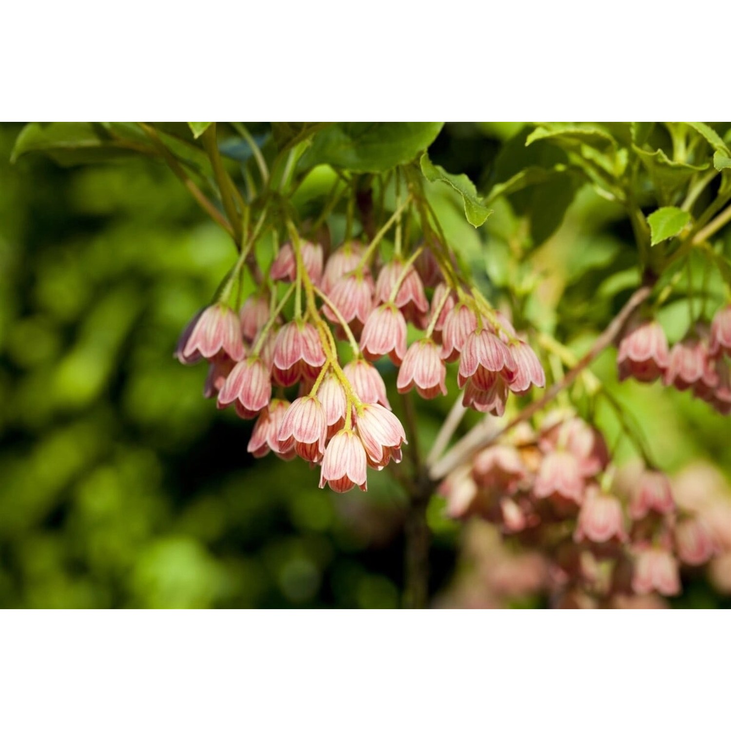Enkianthus Campanulatus Japanischer Glockenstrauch 125–150 cm günstig online kaufen