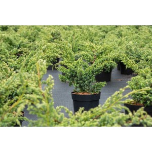Chinesischer Wacholder 'Blue Alps' im Topf, silbrig-blaue Nadeln, ca. 15-20 cm hoch.