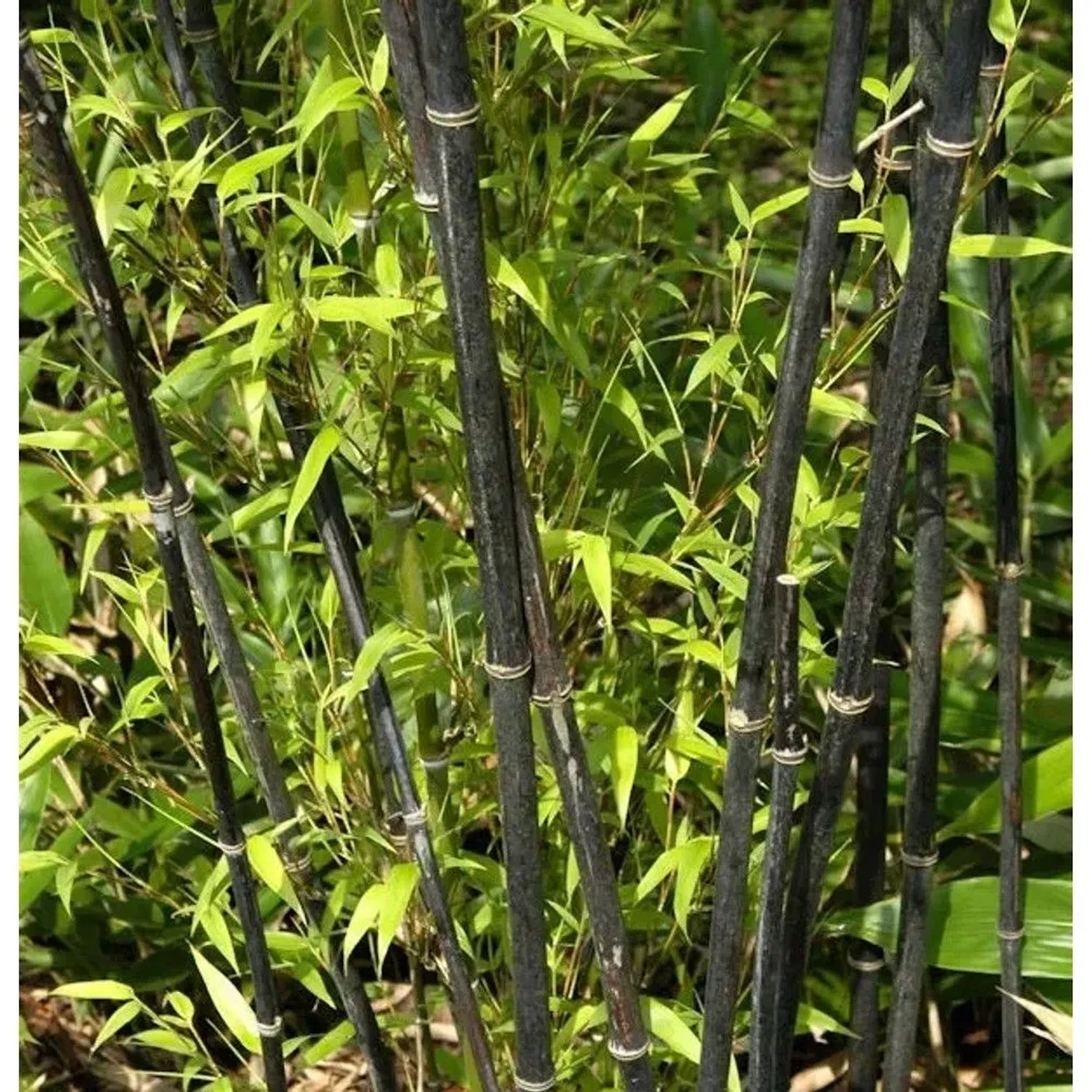 Schwarzrohrbambus 100-125cm - Phyllostachys nigra