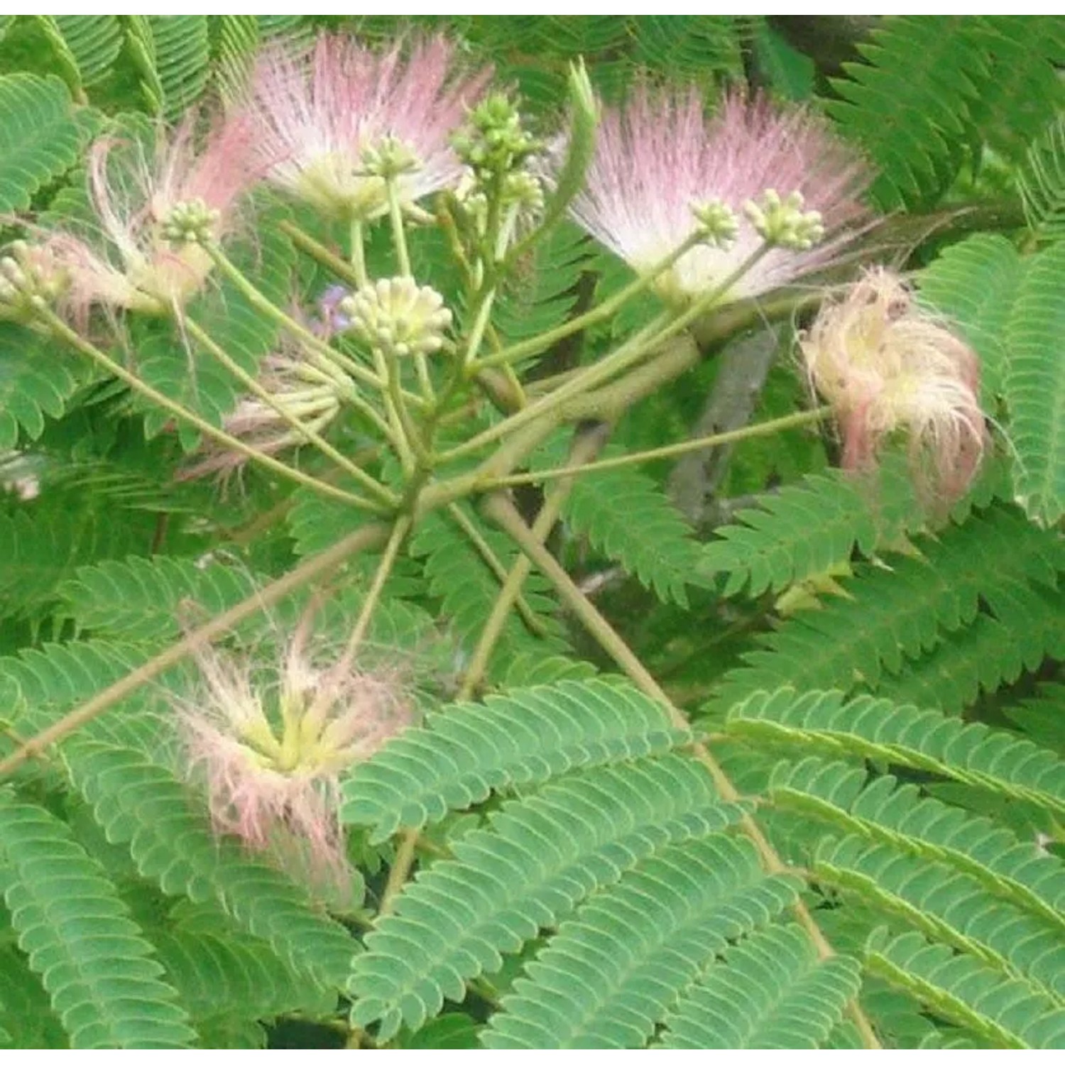 arborix Seidenbaum 'Rosea' Albizia Julibrissin 40 Bis 50 Cm Im Container Rosa Blüten