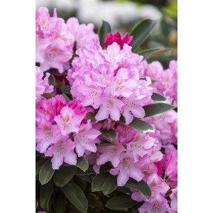 Nahaufnahme: Rhododendron Yakushimanum Pink Cherub mit rosa Blüten und grünen Blättern.