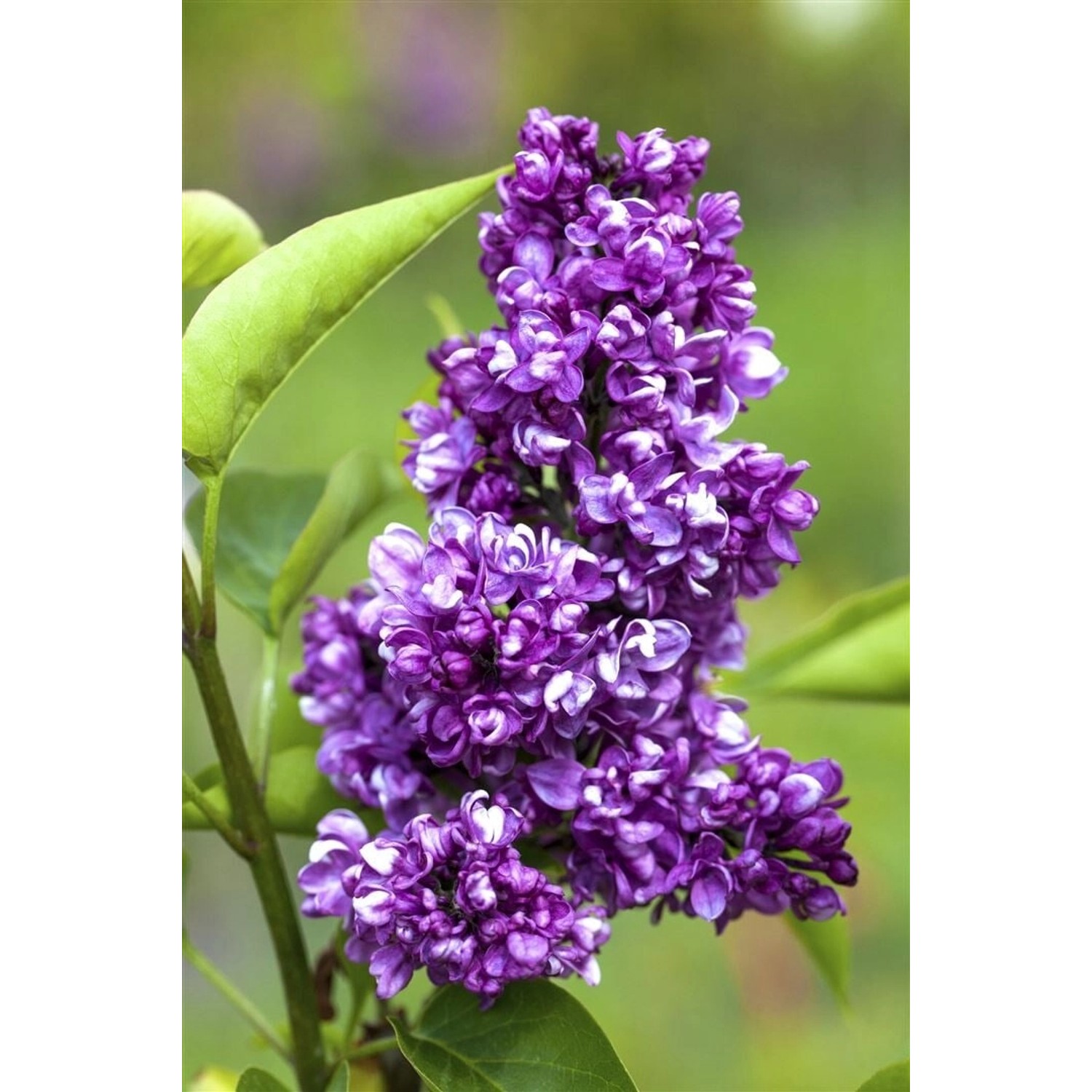Syringa Vulgaris Flieder Charles Joly 60-80 cm günstig online kaufen