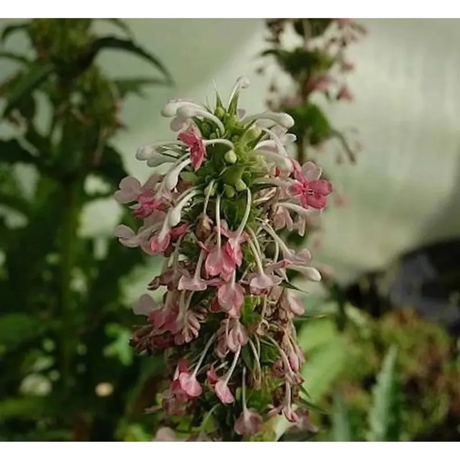 Steppendistel - Morina,ongifolia