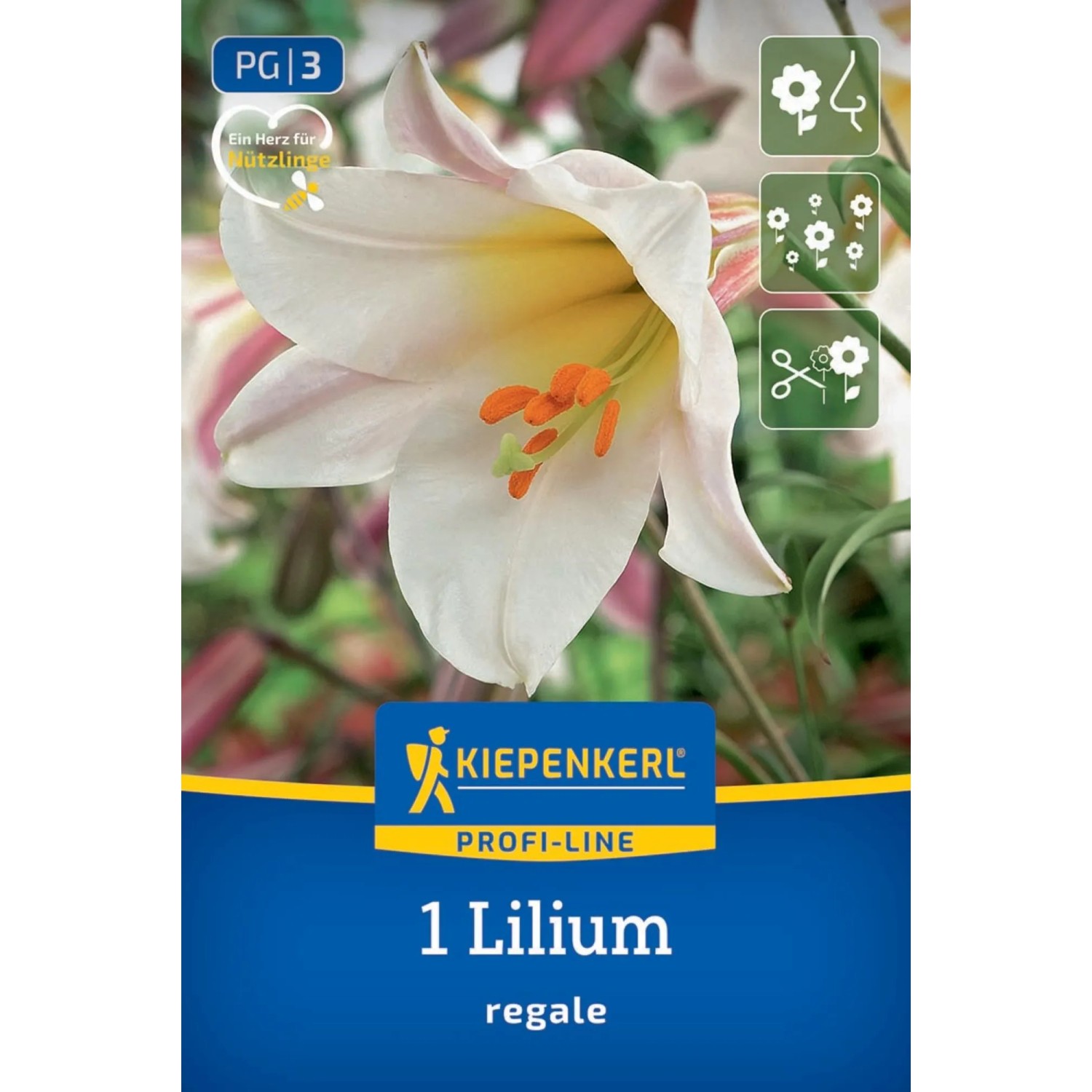 Kiepenkerl Blumenzwiebel Profi-Line Trompetenlilie Lilium regale 1 Stück