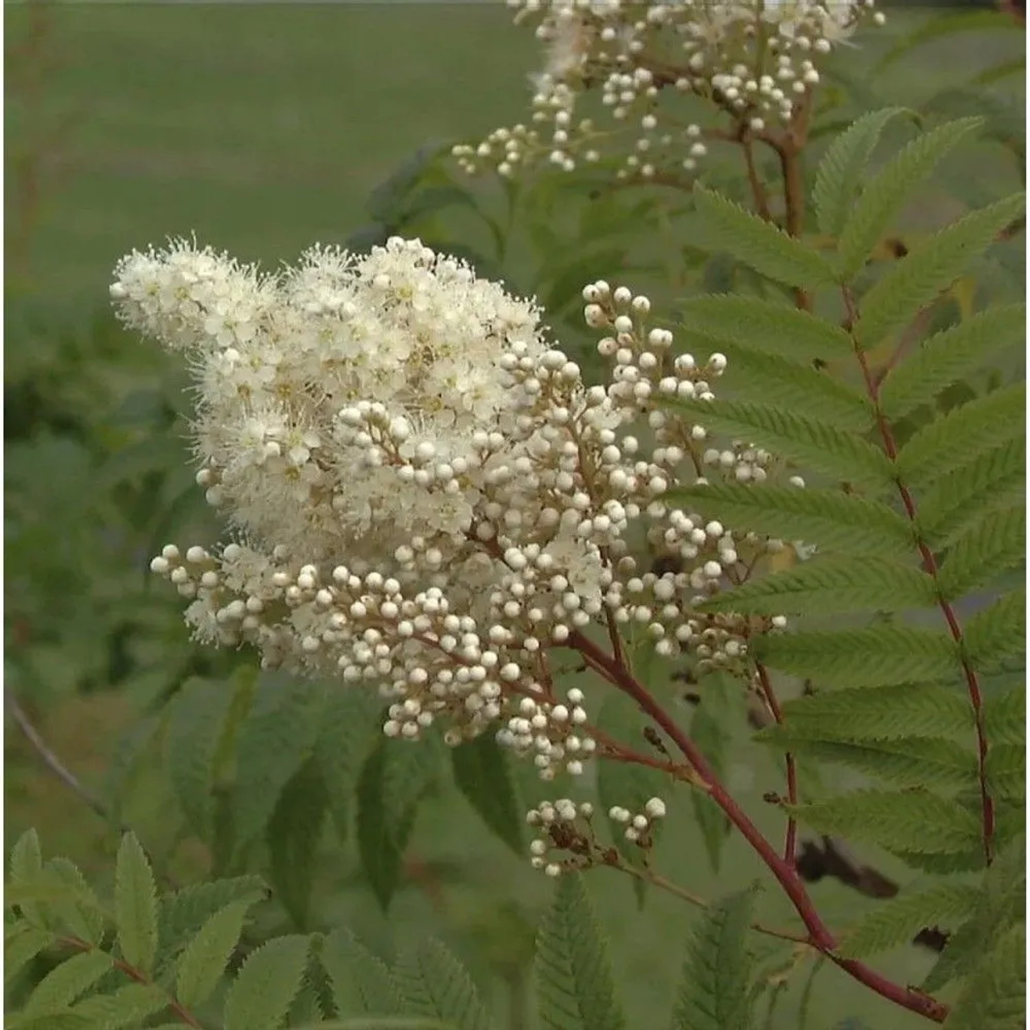 Hohe Fiederspiere 60-80cm - Sorbaria sorbifolia