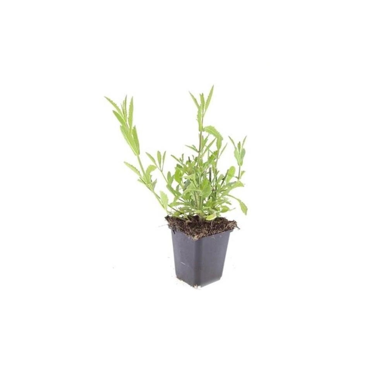 Exotenherz Zierstaude Eisenkraut Verbena Bonariensis 9cm Topf Set mit 60 Pf günstig online kaufen
