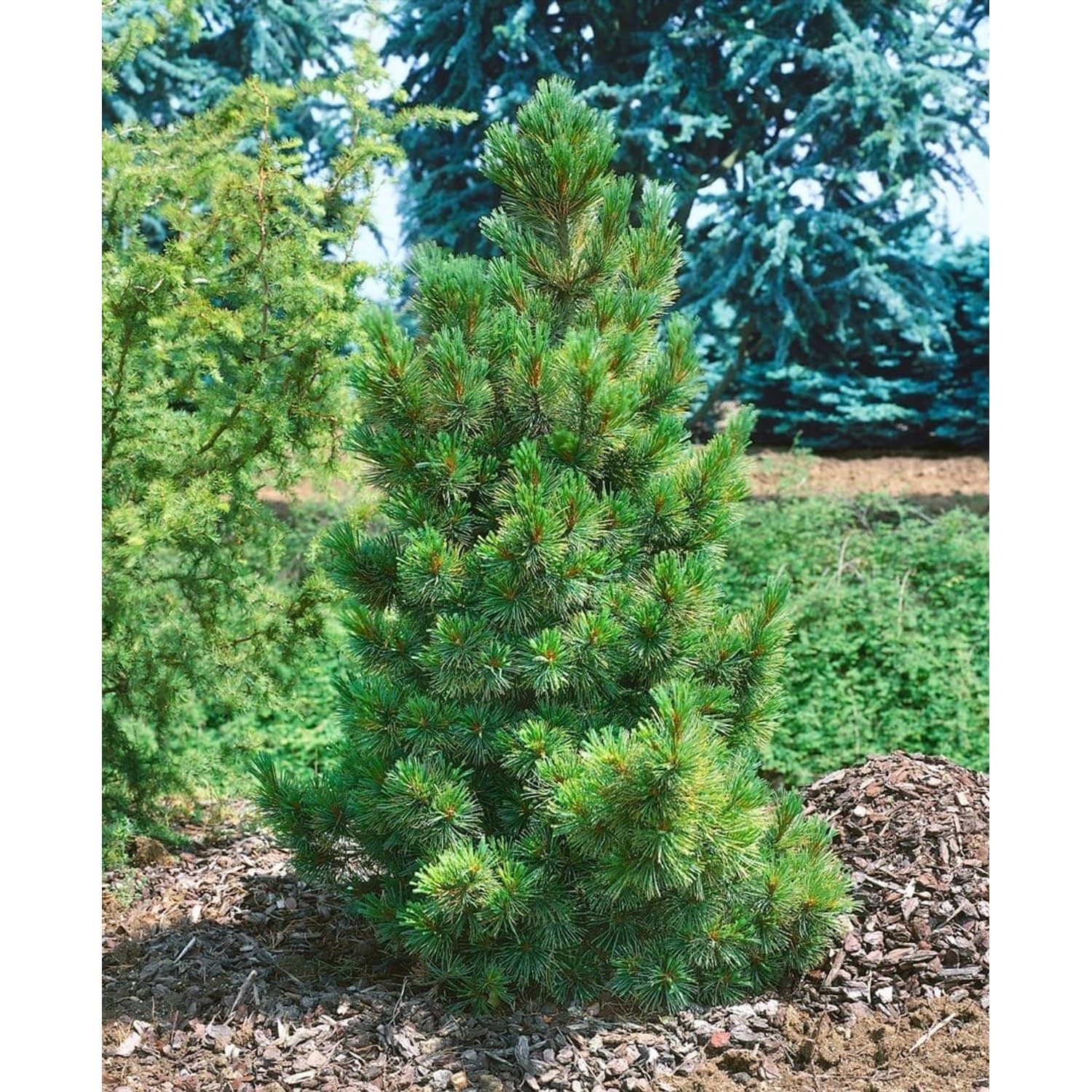 Pinus Cembra Zirbelkiefer 80–100 cm Immergrün Winterhart günstig online kaufen