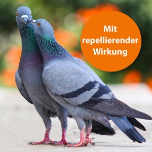 Zwei Brieftauben, geschützt durch Ardap Spot-On Vogelpflege mit repellierender Wirkung.