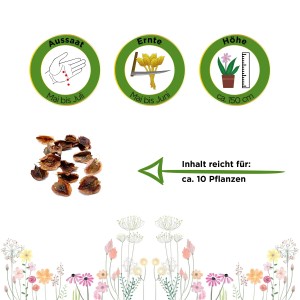 Samen von rotem Rhabarber der Sorte Deine Gartenwelt, ausreichend für ca. 10 Pflanzen.