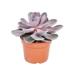 Echeveria 'Perle von Nürnberg' im 12cm Topf. Lilafarbene Sukkulente mit rosettenförmigen Blättern.
