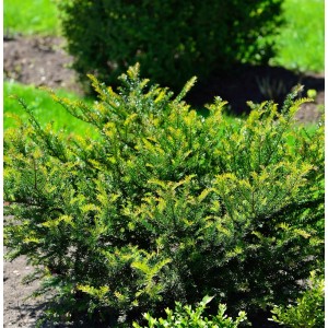 Grüne Eibe 'Kleiner Grüner' (Taxus baccata) im Garten.